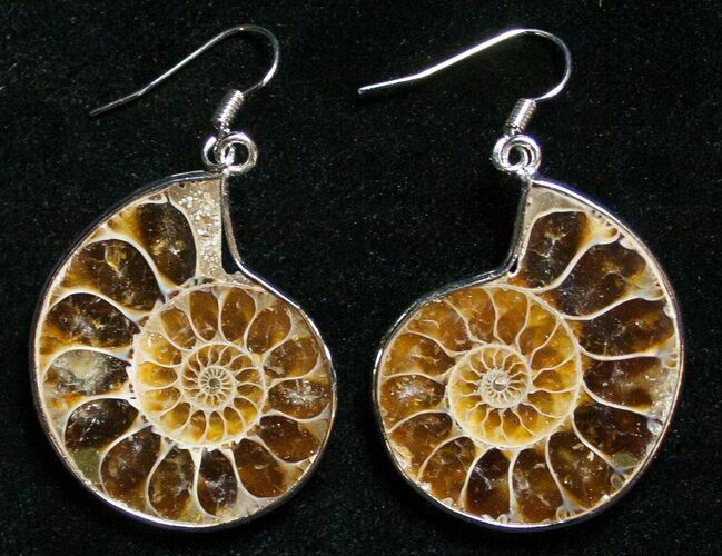 Stylish Ammonite Earrings #8514